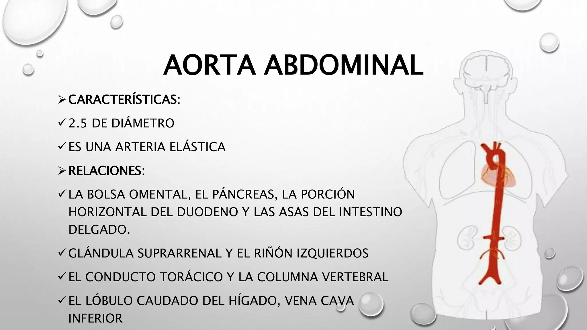 Aorta Abdominal y Arterias del Miembro Inferior | PPT
