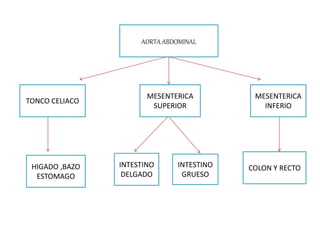 TONCO CELIACO
AORTA ABDOMINAL
MESENTERICA
INFERIO
HIGADO ,BAZO
ESTOMAGO
MESENTERICA
SUPERIOR
INTESTINO
DELGADO
COLON Y RECTOINTESTINO
GRUESO
 