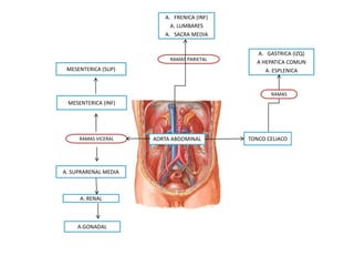 AORTA ABDOMINAL
A.GONADAL
MESENTERICA (SUP)
A. RENAL
TONCO CELIACO
A. SUPRARENAL MEDIA
A. FRENICA (INF)
A. LUMBARES
A. SACRA MEDIA
A. GASTRICA (IZQ)
A HEPATICA COMUN
A. ESPLENICA
MESENTERICA (INF)
RAMAS PARIETAL
RAMAS VICERAL
RAMAS
 