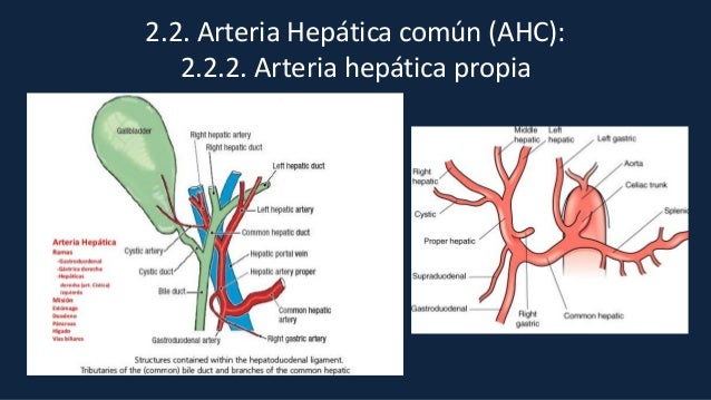 aorta-abdominal