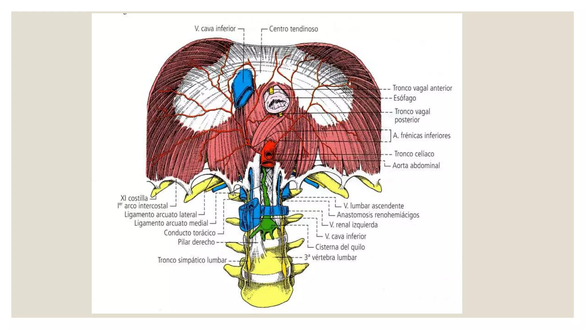Aorta abdominal | PPT