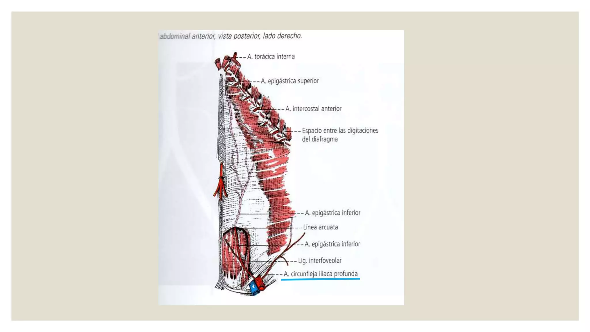 Aorta abdominal | PPT