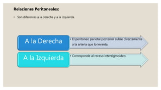 • El peritoneo parietal posterior cubre directamente
a la arteria que lo levanta.
A la Derecha
• Corresponde al receso intersigmoideo.
A la Izquierda
Relaciones Peritoneales:
• Son diferentes a la derecha y a la izquierda.
 