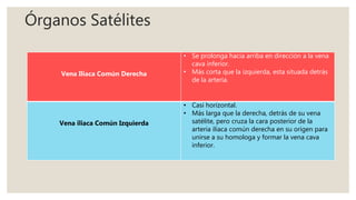 Órganos Satélites
Vena Iliaca Común Derecha
• Se prolonga hacia arriba en dirección a la vena
cava inferior.
• Más corta que la izquierda, esta situada detrás
de la arteria.
Vena iliaca Común Izquierda
• Casi horizontal.
• Más larga que la derecha, detrás de su vena
satélite, pero cruza la cara posterior de la
arteria iliaca común derecha en su origen para
unirse a su homologa y formar la vena cava
inferior.
 