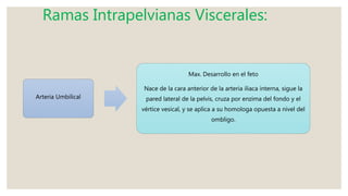 Ramas Intrapelvianas Viscerales:
Arteria Umbilical
Max. Desarrollo en el feto
Nace de la cara anterior de la arteria iliaca interna, sigue la
pared lateral de la pelvis, cruza por enzima del fondo y el
vértice vesical, y se aplica a su homologa opuesta a nivel del
ombligo.
 