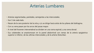 Arterias Lumbares
◦ Arterias segmentadas, parietales, semejantes a las intercostales.
◦ Son 5 de cada lado.
◦ Nacen de la cara posterior de la orta y c/u se dirige hacia atrás de los pilares del diafragma.
◦ Con su vena pasan por los arcos del psoas mayor.
◦ A nivel del foramen intervertebral se dividen en una rama espinal y una rama dorsal.
◦ Sus colaterales se anastomosan en la pared abdominal con ramas de la arteria epigástrica
superior e inferior, de las ultimas intercostales y de la arteria iliolumbar.
 