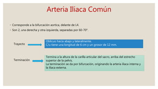 Arteria Iliaca Común
◦ Corresponde a la bifurcación aortica, delante de L4.
◦ Son 2, una derecha y otra izquierda, separadas por 60-70°.
Trayecto
Oblicuo hacia abajo y lateralmente.
C/u tiene una longitud de 6 cm y un grosor de 12 mm.
Terminación
Termina a la altura de la carilla articular del sacro, arriba del estrecho
superior de la pelvis.
La terminación se da por bifurcación, originando la arteria iliaca interna y
la iliaca externa.
 