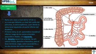 Art. Mesentérica
sup.
• Rama ant. nace a nivel del b/ inf de L1.
• Le cruza por delante y a nivel del cuello del
páncreas, la vena esplénica, y por detrás la
vena renal izquierda y la parte inferior del
duodeno.
• Primera rama, la art. pancreático-duodenal
inferior, luego da los ramos arteriales
yeyunales e ileales, a la izquierda.
• De derecha nacen tres arterias: las art.
cólicas media, derecha e ileocolica, para el
íleon terminal, ciego, colon ascendente, y
los dos tercios del colon transverso.
YAHIR
 