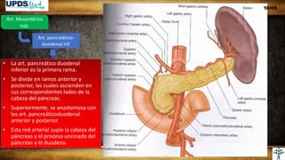 Art. Mesentérica
sup.
Art. pancreático-
duodenal inf.
• La art. pancreático duodenal
inferior es la primera rama.
• Se divide en ramos anterior y
posterior, las cuales ascienden en
sus correspondientes lados de la
cabeza del páncreas.
• Superiormente, se anastomosa con
las art. pancreáticoduodenal
anterior y posterior.
• Esta red arterial suple la cabeza del
páncreas y el proceso uncinado del
páncreas y el duodeno.
YAHIR
 