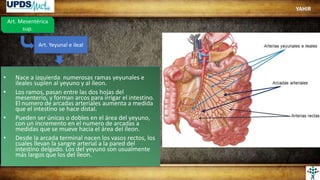 Art. Mesentérica
sup.
Art. Yeyunal e ileal
• Nace a izquierda numerosas ramas yeyunales e
ileales suplen al yeyuno y al íleon.
• Los ramos, pasan entre las dos hojas del
mesenterio, y forman arcos para irrigar el intestino.
El numero de arcadas arteriales aumenta a medida
que el intestino se hace distal.
• Pueden ser únicas o dobles en el área del yeyuno,
con un incremento en el numero de arcadas a
medidas que se mueve hacia el área del íleon.
• Desde la arcada terminal nacen los vasos rectos, los
cuales llevan la sangre arterial a la pared del
intestino delgado. Los del yeyuno son usualmente
más largos que los del íleon.
YAHIR
 