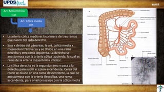 Art. Mesentérica
sup.
Art. Cólica media
der.
• La arteria cólica media es la primera de tres ramas
que nacen del lado derecho.
• Sale x detrás del páncreas, la art. cólica media x
mesocolon transverso y se divide en una rama
derecha y otra rama izquierda. La derecha se
anastomosa con la arteria cólica izquierda, la cual es
rama de la arteria mesentérica inferior.
• La cólica derecha es la segunda rama y pasa a la
derecha para suplir el colon ascendente. Cerca del
colon se divide en una rama descendente, la cual se
anastomosa con la arteria ileocolica, una rama
ascendente, para anastomosarse con la cólica media
YAHIR
 