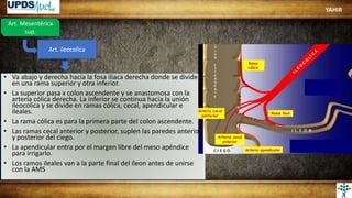 Art. Mesentérica
sup.
Art. ileocolica
• Va abajo y derecha hacia la fosa iliaca derecha donde se divide
en una rama superior y otra inferior.
• La superior pasa x colon ascendente y se anastomosa con la
arteria cólica derecha. La inferior se continua hacia la unión
ileocolica y se divide en ramas cólica, cecal, apendicular e
ileales.
• La rama cólica es para la primera parte del colon ascendente.
• Las ramas cecal anterior y posterior, suplen las paredes anterior
y posterior del ciego.
• La apendicular entra por el margen libre del meso apéndice
para irrigarlo.
• Los ramos ileales van a la parte final del íleon antes de unirse
con la AMS
YAHIR
 