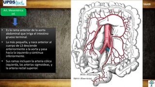 Art. Mesentérica
inf.
• Es la rama anterior de la aorta
abdominal que irriga el intestino
grueso terminal.
• La más pequeña, y nace anterior al
cuerpo de L3 desciende
anteriormente a la aorta y pasa
hacia la izquierda y continua
inferiormente.
• Sus ramas incluyen la arteria cólica
izquierda, las arterias sigmoideas, y
la arteria rectal superior.
YAHIR
 