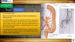 Art. Mesentérica
inf.
Art. Cólica iz.
• Es la primera rama
• Baja x retroperitoneo, divide en ramos ascendentes y
descendentes.
• Los ascendentes pasan por delante del riñón izquierdo, x
mesocolon transverso, donde discurren superiormente
hasta irrigar la parte superior del colon descendente y la
distal del colon transverso, y anastomosarse con ramas
de la cólica media.
• Los descendentes pasan inferiormente, suplen la parte
inferior del colon descendente y se anastomosan con la
primera arteria sigmoidea.
YAHIR
 