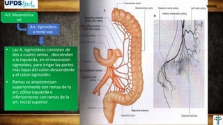 Art. Mesentérica
inf.
Art. Sigmoideas
y rectal sup.
• Las A. sigmoideas consisten de
dos a cuatro ramas , descienden
a la izquierda, en el mesocolon
sigmoides, para irrigar las partes
más bajas del colon descendente
y el colon sigmoides.
• Ramas se anastomosan
superiormente con ramas de la
art. cólica izquierda e
inferiormente con ramas de la
art. rectal superior.
YAHIR
 