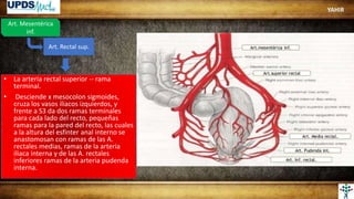Art. Mesentérica
inf.
Art. Rectal sup.
• La arteria rectal superior -- rama
terminal.
• Desciende x mesocolon sigmoides,
cruza los vasos iliacos izquierdos, y
frente a S3 da dos ramas terminales
para cada lado del recto, pequeñas
ramas para la pared del recto, las cuales
a la altura del esfínter anal interno se
anastomosan con ramas de las A.
rectales medias, ramas de la arteria
iliaca interna y de las A. rectales
inferiores ramas de la arteria pudenda
interna.
YAHIR
 