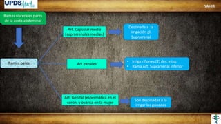 Ramas viscerales pares
de la aorta abdominal
Ramas pares
Art. Capsular media
(suprarrenales medias)
Art. renales
Art. Genital (espermática en el
varón, y ovárica en la mujer
Destinada a la
irrigación gl.
Suprarrenal
Son destinadas a la
irrigar las gónadas
• Irriga riñones (2) der. e izq.
• Rama Art. Suprarrenal Inferior
YAHIR
 