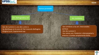 Ramas parietales
Art. Diafragmática inf. Art. lumbares
-Son de numero 2, uno der y otro iz
-Se distribuye en la cara inf. Del músculo diafragma
-Origina la art. Suprarrenal sup.
-Son similares a las art. Intercostales
aorticas
-Son de numero 5
-Sus ramos son: Posterior o dorsoespinal y
anterior o lumbar propiamente dicha
YAHIR
 