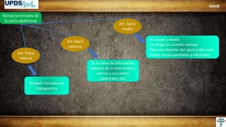 Ramas terminales de
la aorta abdominal
Art. Sacra
media
Art. Iliaca
externa
Art. Iliaca
interna
-Es impar y media
-Se dirige en sentido vertical
-Pasa por delante del sacro y del coxis
-Emite ramas parietales y viscerales
Es la rama de bifurcación
externa de la arteria iliaca
común y sus ramos
colaterales son:
También llamada art.
hipogástrica
YAHIR
 