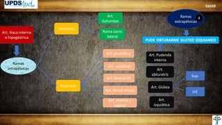 Art. Iliaca interna
o hipogástrica
Ramas
intrapélvicas
Parietales
Viscerales
PUDE-OBTURARME-GLUTEO-IZQUIANDO
Art.
isquiática
Art. Glútea
Art.
obturatríz
Art. Pudenda
interna
Art. Uterina y
vaginal
Art. Rectal media
Art. Vesical inf.
Art. umbilical
Rama sacro
lateral
Art. prostática
Art.
iliolumbar
Ramas
extrapélvicas
Sup.
Inf.
4
YAHIR
 