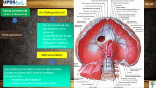 Ramas parietales de
la aorta abdominal
Ramas parietales
Art. Diafragmática inf.
Arterias lumbares
• Son en número de dos,
una derecha y otra
izquierda.
• Se distribuyen en la cara
inferior del músculo
diafragma y origina la
art. Suprarrenal sup.
Son similares a las arterias intercostales aórticas.
Existen en número de 5 arterias lumbares.
Sus ramos son:
--- Posterior o dorsoespinal.
--- Anterior o lumbar propiamente dicha.
YAHIR
 
