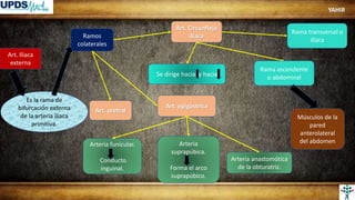 Art. Iliaca
externa
Es la rama de
bifurcación externa
de la arteria ilíaca
primitiva.
Ramos
colaterales
Arteria
suprapúbica.
Forma el arco
suprapúbico.
Arteria funicular.
Conducto
inguinal.
Art. Circunfleja
iliaca
Art. epigástrica
Art. uretral
Arteria anastomótica
de la obturatriz.
Rama ascendente
o abdominal
Se dirige hacia y hacia
Rama transversal o
ilíaca
Músculos de la
pared
anterolateral
del abdomen
YAHIR
 