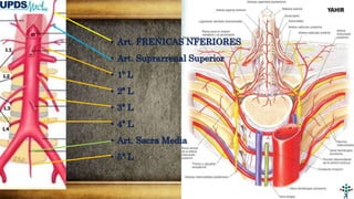 • Art. FRENICAS NFERIORES
• Art. Suprarrenal Superior
• 1º L
• 2ª L
• 3ª L
• 4ª L
• Art. Sacra Media
• 5ª L
YAHIR
 