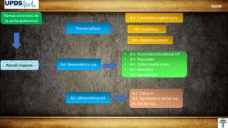 Ramas viscerales de
la aorta abdominal
Ramas impares
Tronco celiaco
Art. Mesentérica sup.
Art. Mesentérica inf.
Art. Estomática o gástrica iz.
Art. esplénica
Art. Hepática común
Art. Cólica iz.
Art. Sigmoidea y rectal sup.
At. Rectal sup.
• Art. Pancreaticoduodenal inf.
• Art. Yeyunales
• Art. Cólica media y der.
• Art. Ileocolica
• Art. apendicular
YAHIR
 