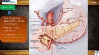 Tronco celiaco
• Nace de la aorta por
debajo del hiato aórtico
en el diafragma
• Anterior a la parte
superior de LI
• Da tres ramas: gástrica
izquierda, la esplénica y
la hepática común
YAHIR
 