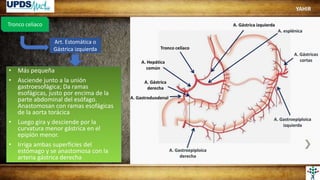 Tronco celiaco
Art. Estomática o
Gástrica izquierda
• Más pequeña
• Asciende junto a la unión
gastroesofágica; Da ramas
esofágicas, justo por encima de la
parte abdominal del esófago.
Anastomosan con ramas esofágicas
de la aorta torácica
• Luego gira y desciende por la
curvatura menor gástrica en el
epiplón menor.
• Irriga ambas superficies del
estómago y se anastomosa con la
arteria gástrica derecha
YAHIR
 