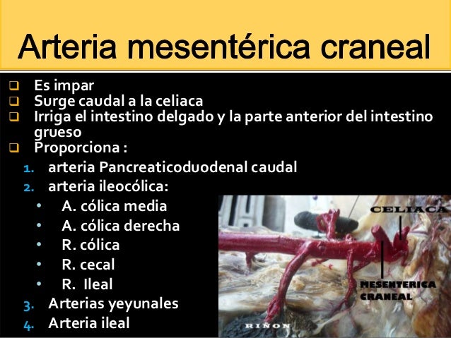 Aorta abdominal de canino
