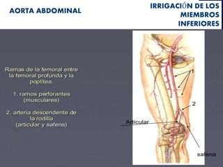 IRRIGACIÓN DE LOS
MIEMBROS
INFERIORES
AORTA ABDOMINAL
 