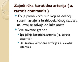 Zajednička karotidna arterija ( a.
carotis communis )
To

je paran krvni sud koji na desnoj
strani nastaje iz brahiocefaličnog stabla a
na levoj se odvaja od luka aorte
Dve završne grane :
 Spoljašnja karotidna arterija ( a. carotis
externa )
 Unutrašnja karotidna arterija ( a. carotis
interna )

 