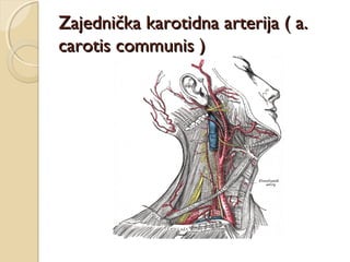 Zajednička karotidna arterija ( a.
carotis communis )

 