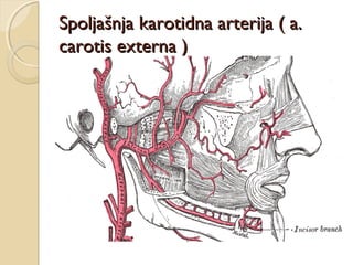 Spoljašnja karotidna arterija ( a.
carotis externa )

 