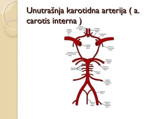 Unutrašnja karotidna arterija ( a.
carotis interna )

 