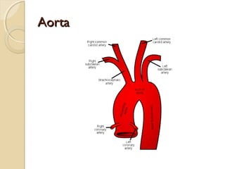Aorta

 