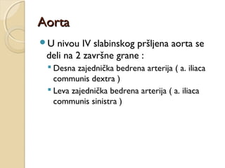 Aorta
U

nivou IV slabinskog pršljena aorta se
deli na 2 završne grane :
 Desna zajednička bedrena arterija ( a. iliaca
communis dextra )
 Leva zajednička bedrena arterija ( a. iliaca
communis sinistra )

 