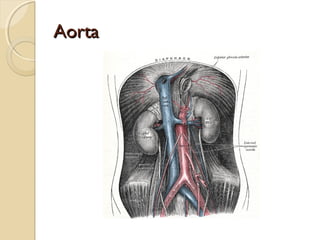 Aorta

 