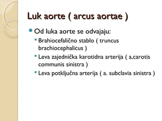 Luk aorte ( arcus aortae )
Od

luka aorte se odvajaju:

 Brahiocefalično stablo ( truncus
brachiocephalicus )
 Leva zajednička karotidna arterija ( a,carotis
communis sinistra )
 Leva potključna arterija ( a. subclavia sinistra )

 
