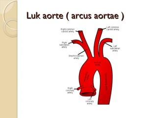 Luk aorte ( arcus aortae )

 