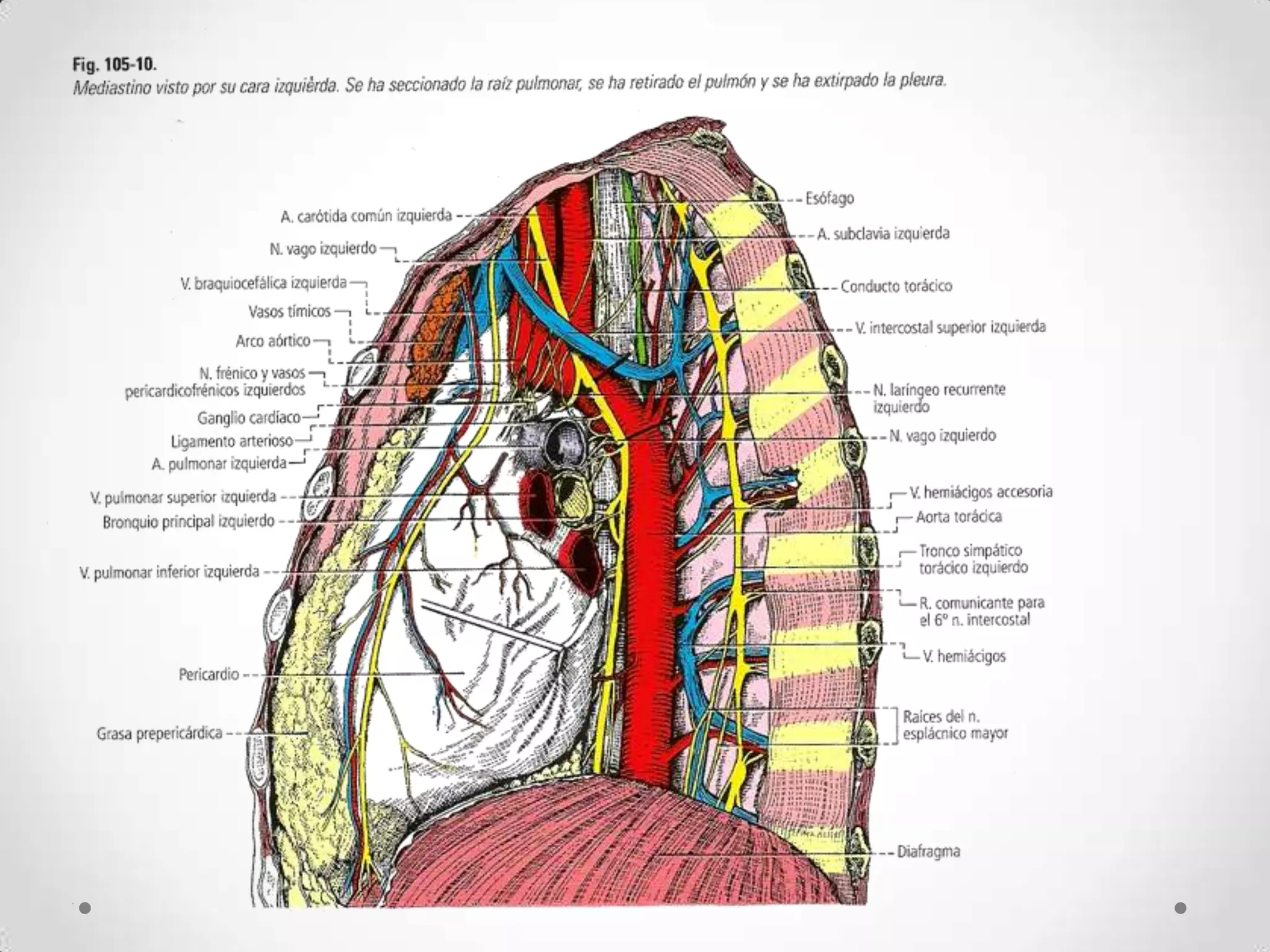 Aorta toracica y abdominal | PPTX