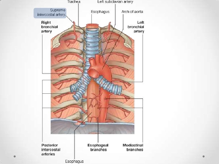 Aorta toracica y abdominal
