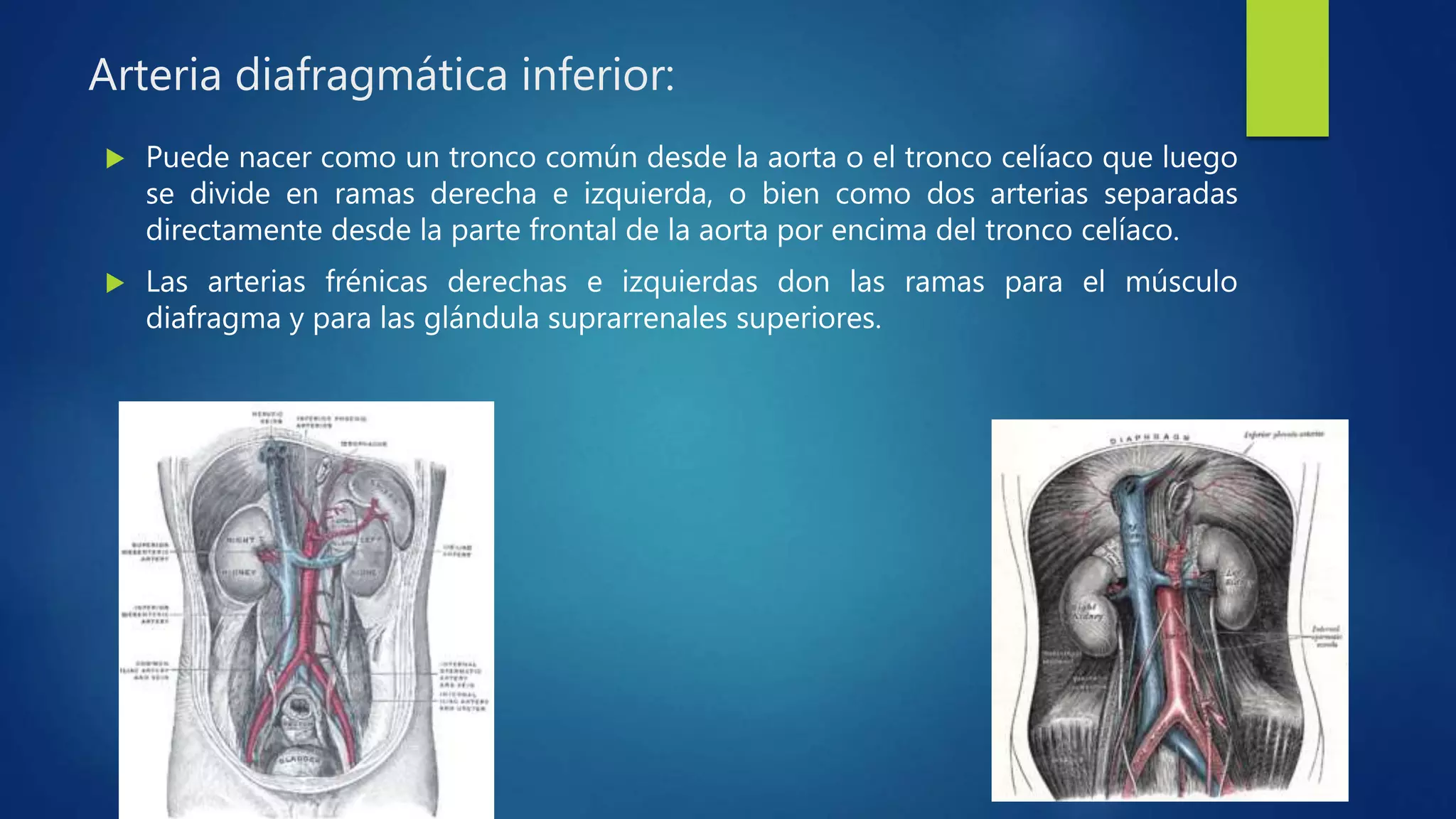 Arteria diafragmática inferior:
 Puede nacer como un tronco común desde la aorta o el tronco celíaco que luego
se divide en ramas derecha e izquierda, o bien como dos arterias separadas
directamente desde la parte frontal de la aorta por encima del tronco celíaco.
 Las arterias frénicas derechas e izquierdas don las ramas para el músculo
diafragma y para las glándula suprarrenales superiores.
 