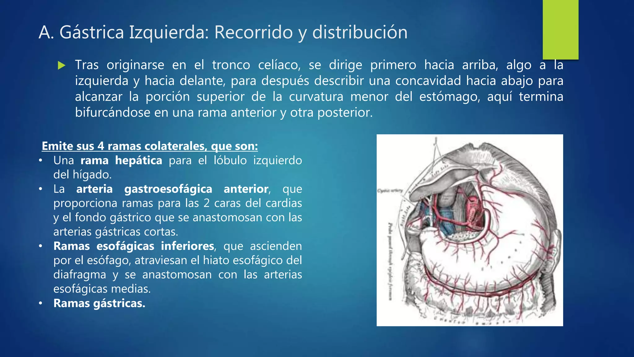A. Gástrica Izquierda: Recorrido y distribución
 Tras originarse en el tronco celíaco, se dirige primero hacia arriba, algo a la
izquierda y hacia delante, para después describir una concavidad hacia abajo para
alcanzar la porción superior de la curvatura menor del estómago, aquí termina
bifurcándose en una rama anterior y otra posterior.
Emite sus 4 ramas colaterales, que son:
• Una rama hepática para el lóbulo izquierdo
del hígado.
• La arteria gastroesofágica anterior, que
proporciona ramas para las 2 caras del cardias
y el fondo gástrico que se anastomosan con las
arterias gástricas cortas.
• Ramas esofágicas inferiores, que ascienden
por el esófago, atraviesan el hiato esofágico del
diafragma y se anastomosan con las arterias
esofágicas medias.
• Ramas gástricas.
 