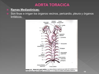  Ramas Mediastínicas:
 Son finas e irrigan los órganos vecinos, pericardio, pleura y órganos
linfáticos.
11
 