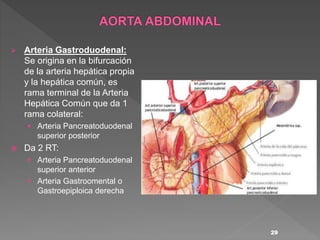  Arteria Gastroduodenal:
Se origina en la bifurcación
de la arteria hepática propia
y la hepática común, es
rama terminal de la Arteria
Hepática Común que da 1
rama colateral:
 Arteria Pancreatoduodenal
superior posterior
 Da 2 RT:
 Arteria Pancreatoduodenal
superior anterior
 Arteria Gastroomental o
Gastroepiploica derecha
29
 