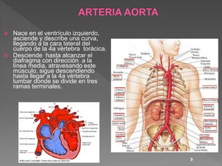  Nace en el ventrículo izquierdo,
asciende y describe una curva,
llegando a la cara lateral del
cuerpo de la 4a vértebra torácica.
 Desciende hasta alcanzar el
diafragma con dirección a la
línea media, atravesando este
músculo, sigue descendiendo
hasta llegar a la 4a vértebra
lumbar donde se divide en tres
ramas terminales.
3
 