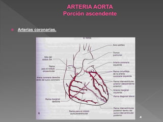  Arterias coronarias.
4
 
