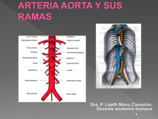 1
Dra. P. Lizeth Manu Camacho.
Docente anatomía humana
 